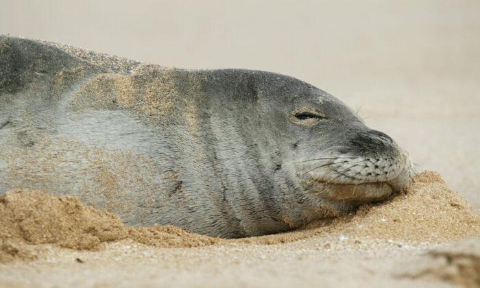 Tourists Fined $500 for Touching Hawaiian Monk Seals