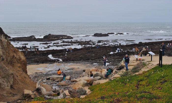 Tide Pools, Seascapes, and a Fairy-Tale Grove
