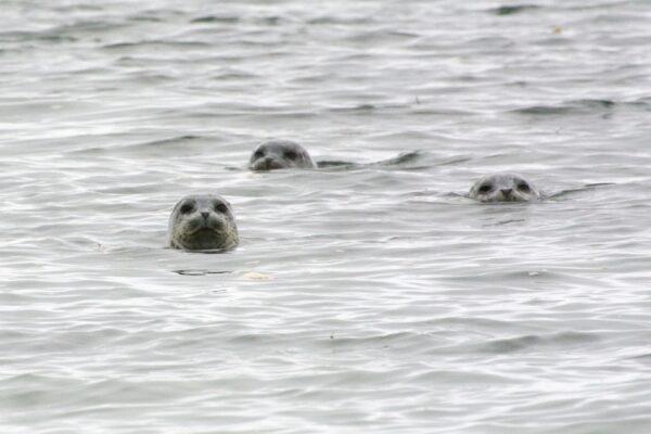 Harbor seals watching our every move. (Courtesy of Karen Gough)