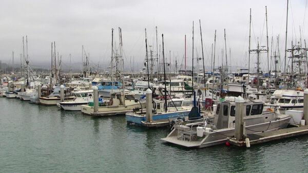 Some of the boats at Pillar Point Harbor. (Courtesy of Karen Gough)
