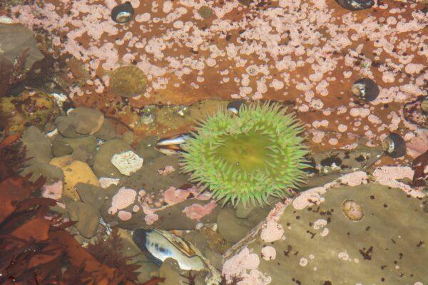 A green sea anemone, snails, and mollusks. (Courtesy of Karen Gough)