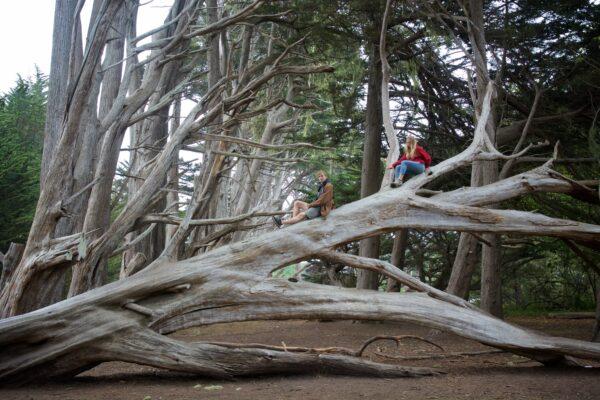 Monterey cypress trees can grow up to 90 feet tall. (Courtesy of Karen Gough)