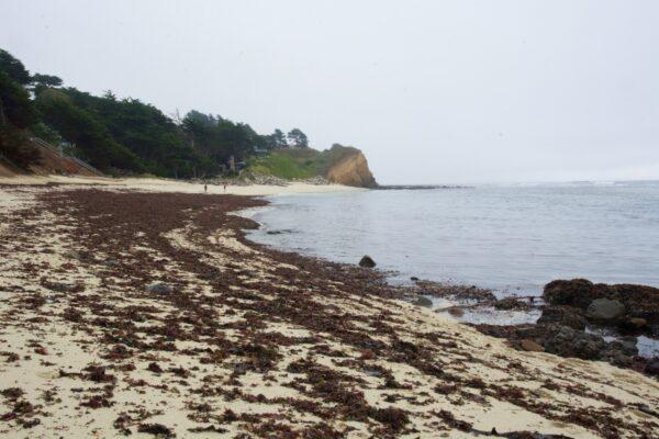 Seal Cove, San Mateo Coast, Calif. (Courtesy of Karen Gough)
