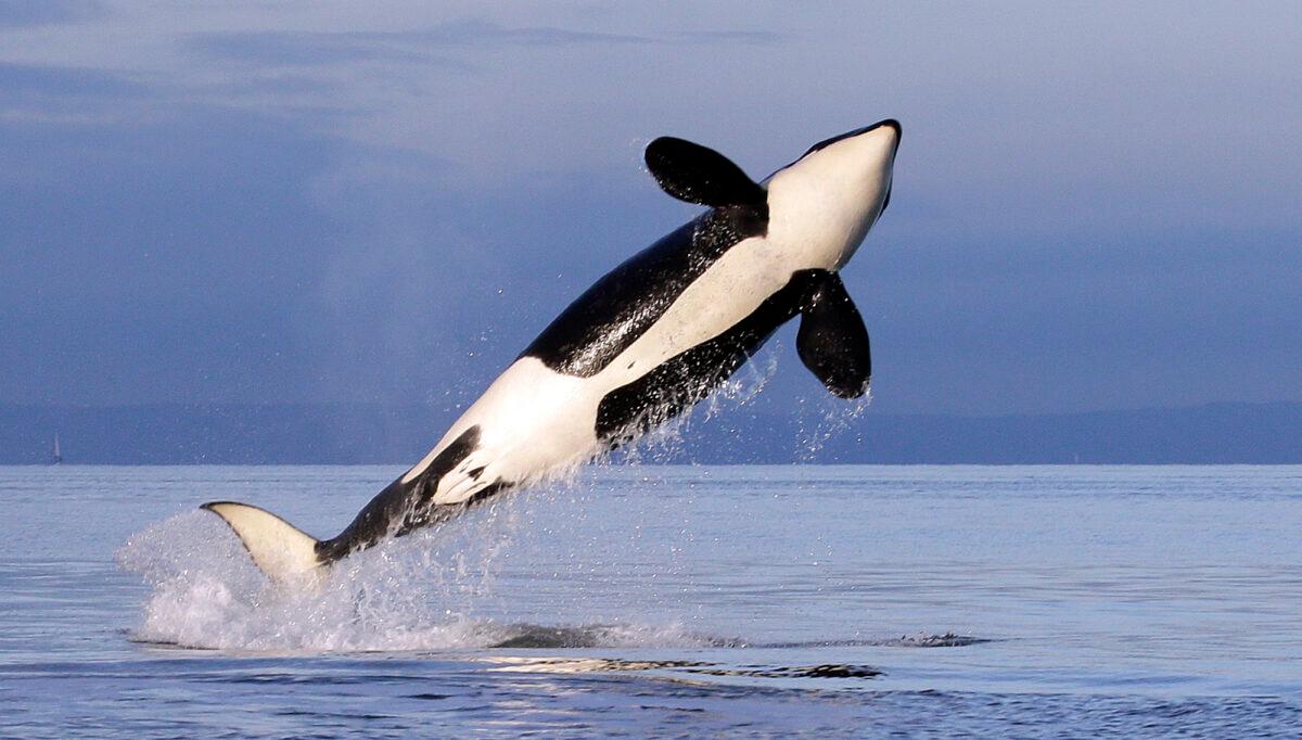 A female resident orca whale breaches while swimming in Puget Sound near Bainbridge Island, as seen from a federally permitted research vessel, Wash., on Jan. 18, 2014. (Elaine Thompson/AP Photo)