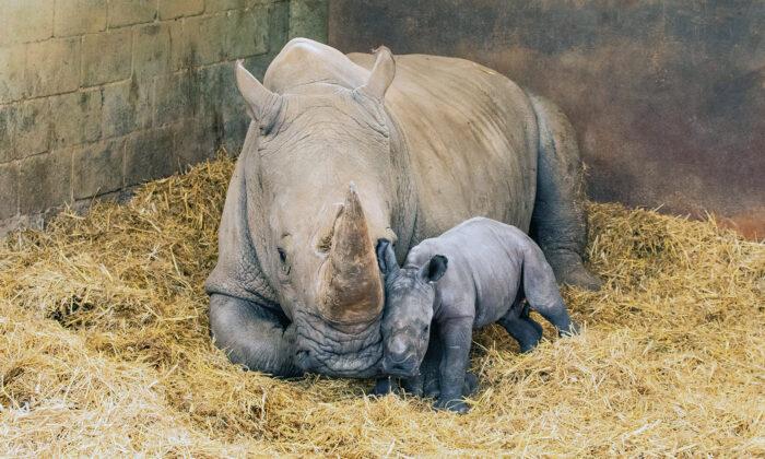 Southern White Rhino Mom Gives Birth to Female Calf at London Zoo—And the Photos Are Adorable