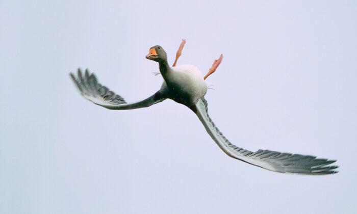 Incredible Photos Show Bean Goose Performing Odd Upside-Down Aerial Acrobatics Maneuver