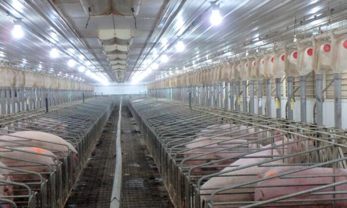 Republican Governors Ask Congress to Overturn California’s Pork Producing Law