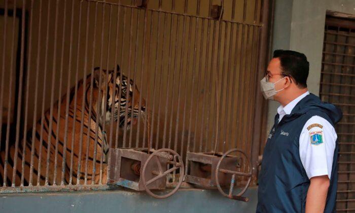 2 Rare Sumatran Tigers Recovering After Catching COVID-19