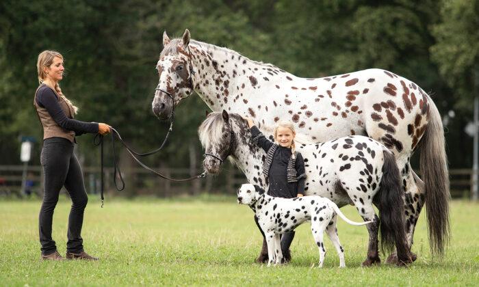 Photos: ‘Identical-Looking’ Horse, Pony, and Dog With Matching Spots Are Best Friends