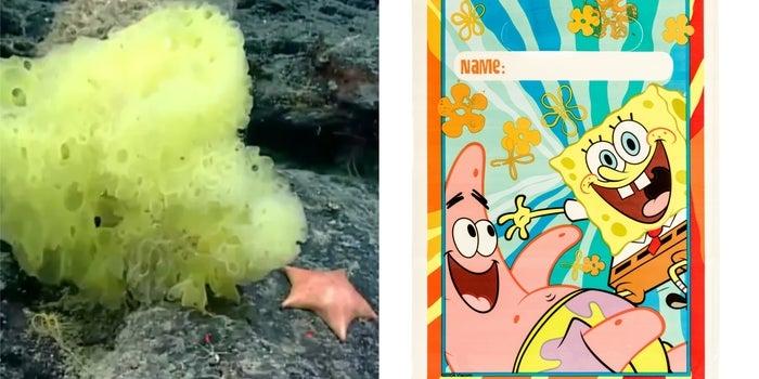 Scientists Find Real-Life Patrick About to Devour SpongeBob