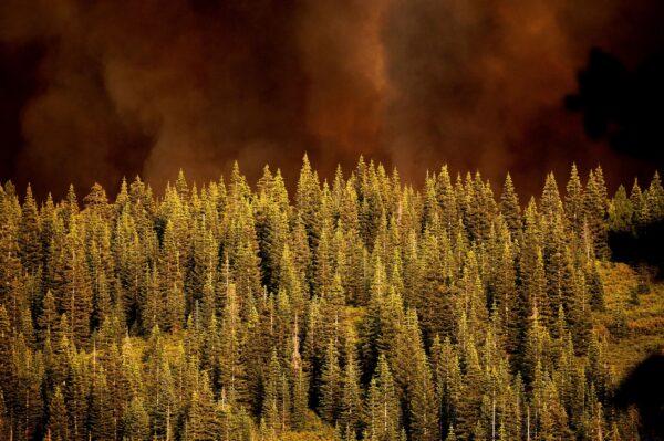 Smoke from the Dixie Fire rises over trees in Lassen National Forest, Calif., near Jonesville, on July 26, 2021. (Noah Berger/AP Photo)