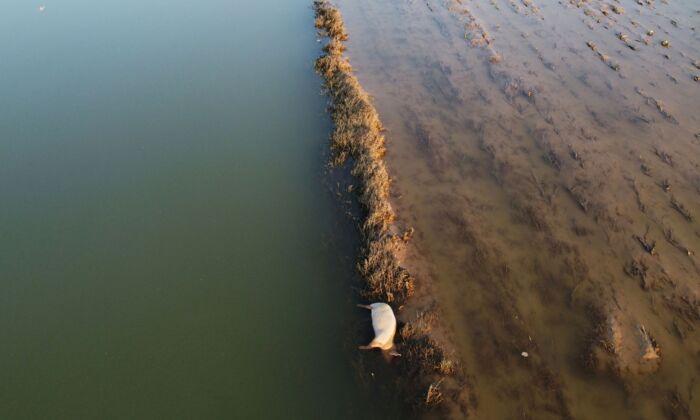 Dead Livestock Litter Parts of Central China After Flood