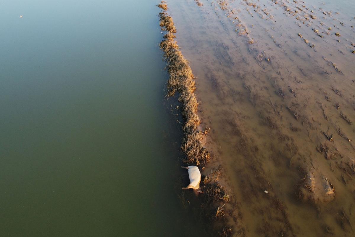 Dead Livestock Litter Parts of Central China After Flood