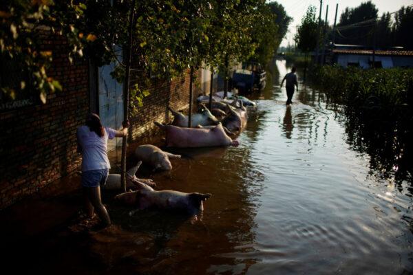 Pigs are seen amid floodwaters after heavy rainfall in a village in Henan Province, China on July 25, 2021. (Aly Song/Reuters)