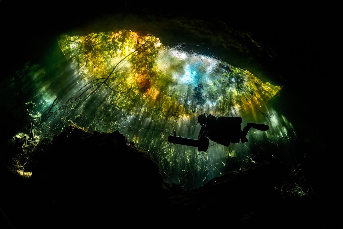 Light rays passing through vegetation on the surface, as seen from below. (Caters News)