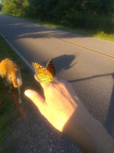 The monarch butterfly that landed on the grieving mom's hand after her son died. (Courtesy of Ann Brigham Chrudinsky)