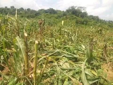 The crops of a corn farm cut down by alleged armed Fulani herdsmen in Unguwan Magaji village in southern Kaduna state, Nigeria, on Aug. 3, 2021. (Courtesy Luka Binniyat)