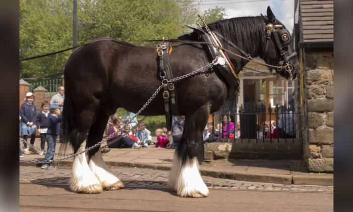 ‘Gentle Giants’: 5 of the World’s Largest Draft Horses—Displaying Awesome Power With a Tender Touch