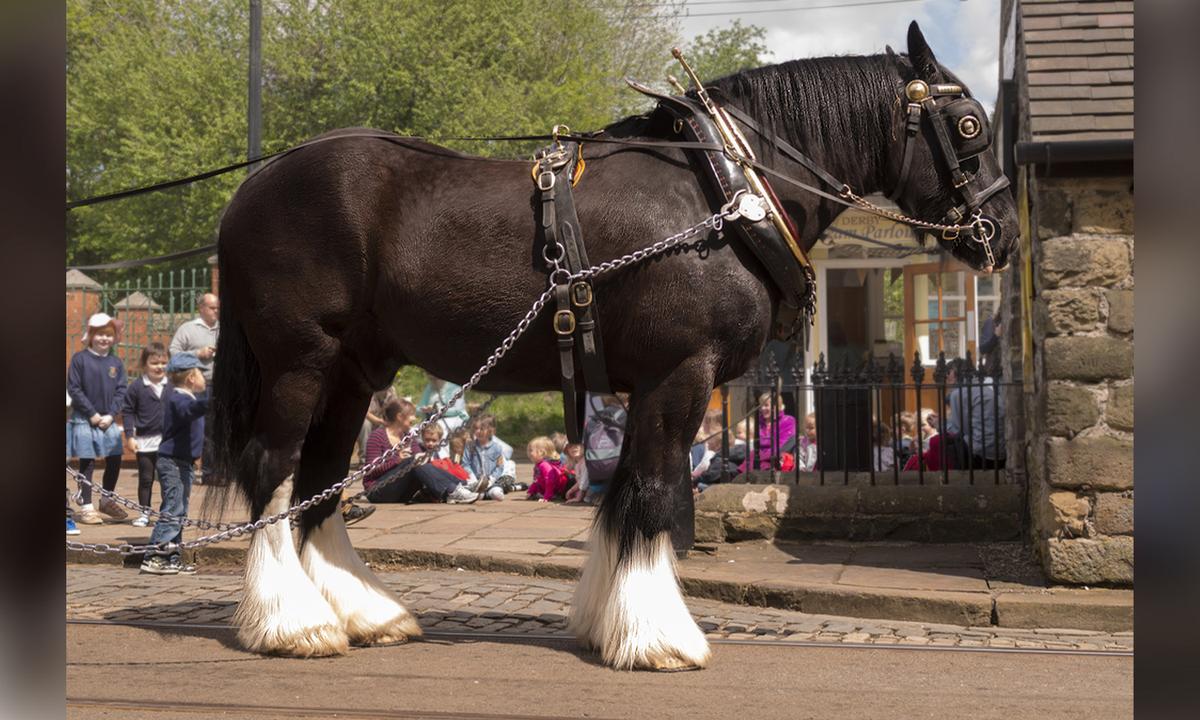‘Gentle Giants': 5 of the World's Largest Draft Horses—Displaying Awesome Power With a Tender Touch