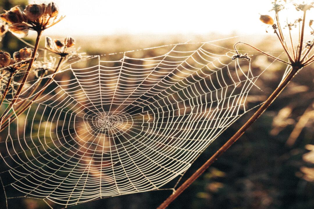 Spider Venom Could Be the Miracle Cure for Heart Attacks