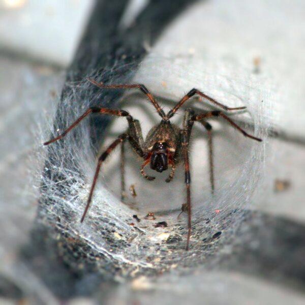 Funnel-web spider's venom may contain a miracle molecule. (James DeMers/Pixabay)