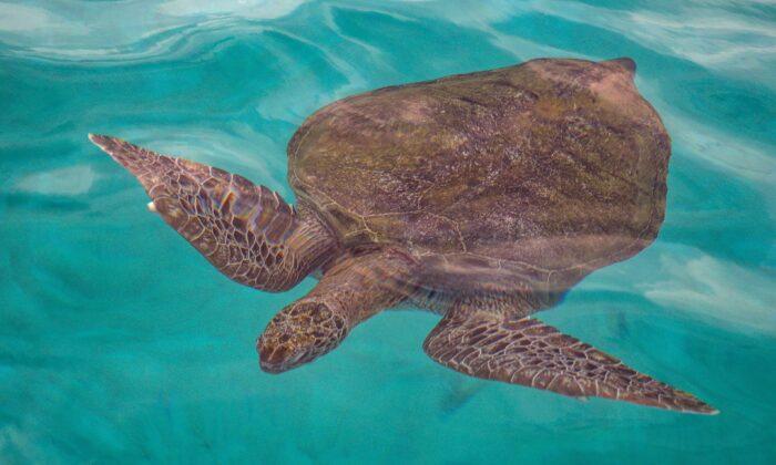 Study: Sea Turtles Found to Be Ingesting Large Amounts of Plastic