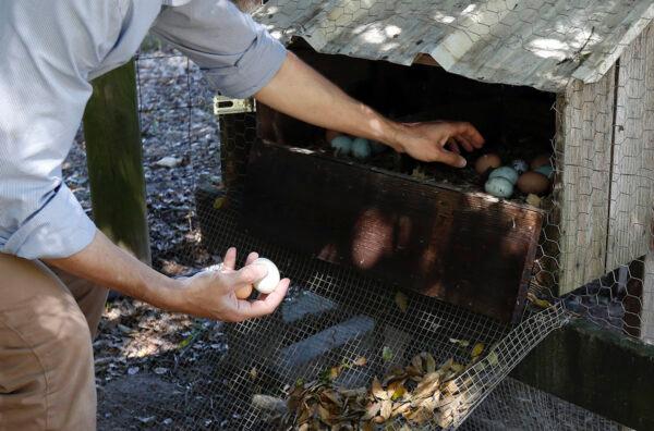 A prepper collects eggs from his chickens, which he raises at his home in Sebastopol, Calif., on March 30, 2017. (Monica Davey/AFP via Getty Images)