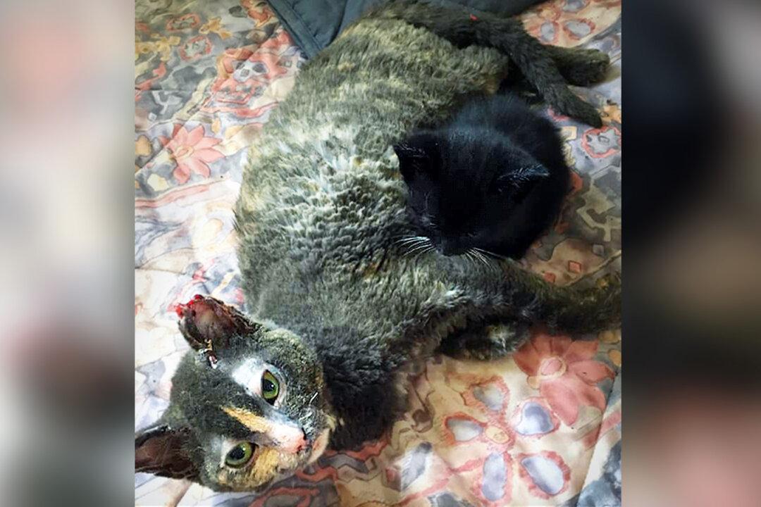 Mama Cat Runs Into Burning Barn to Save Kittens, Suffers Severe Burns, Saves One Baby Cat