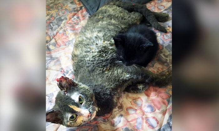 Mama Cat Runs Into Burning Barn to Save Kittens, Suffers Severe Burns, Saves One Baby Cat