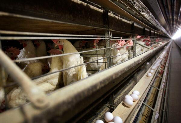 Chickens stand in their cages at a farm near Stuart, Iowa, on Nov. 16, 2009. (Charlie Neibergall/AP Photo)