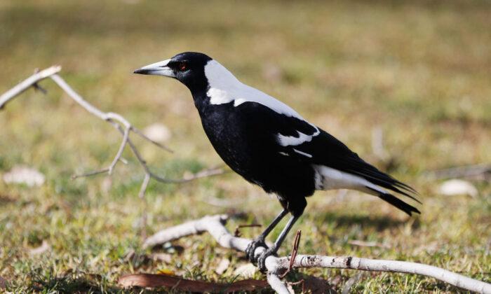 5-Month-Old Dies After Mother Stumbles Avoiding Magpie Attack