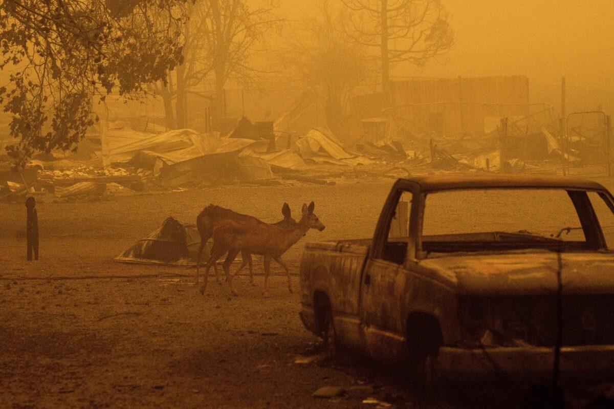 Deer wander among homes and vehicles destroyed by the Dixie Fire in the Greenville community of Plumas County, Calif., on Aug. 6, 2021. (Noah Berger/AP Photo)