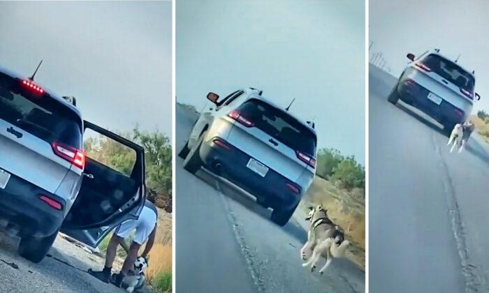 Video Shows Husky Run After Owner’s Car After Abandoned on Roadside; Family Gives Him New Home