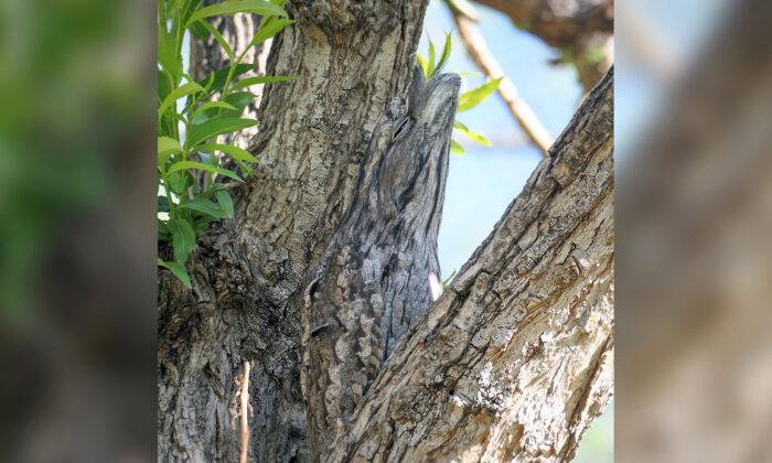 Can You Spot the Very Well-Camouflaged Creature in the Tree? (And Tell What Species It Is?)