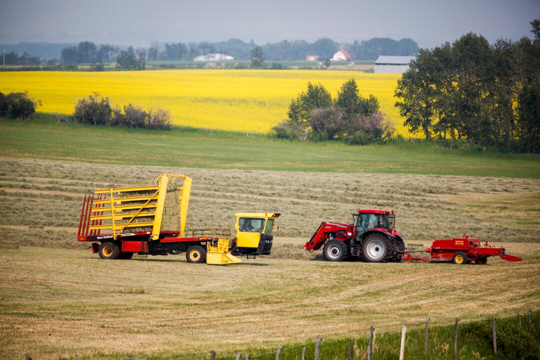 Prairie Drought Spoils Harvest, Prompts Cattle Sell-Off