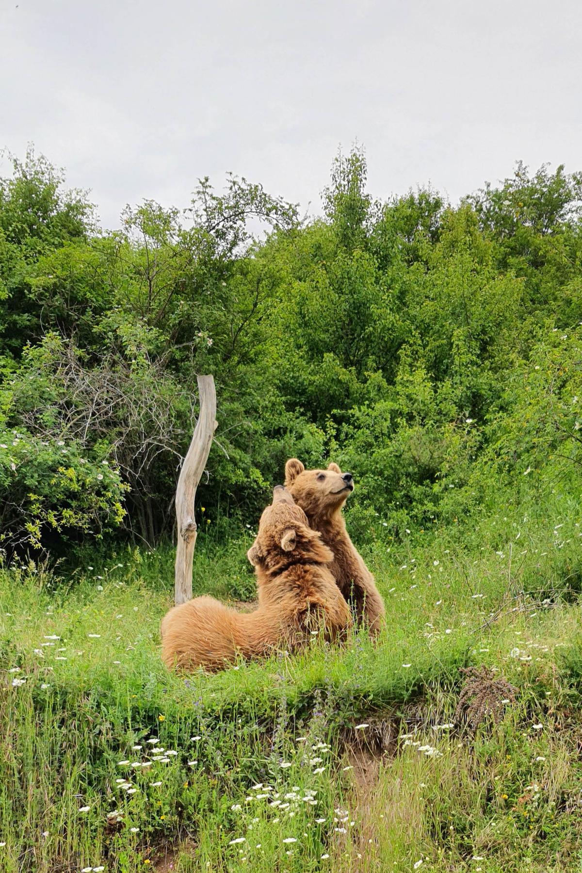 Bears Pashuk and Gjina are now thriving. (Caters News)