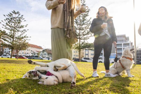 Dog owners in Sydney, Australia, on June 23, 2021. (Jenny Evans/Getty Images)