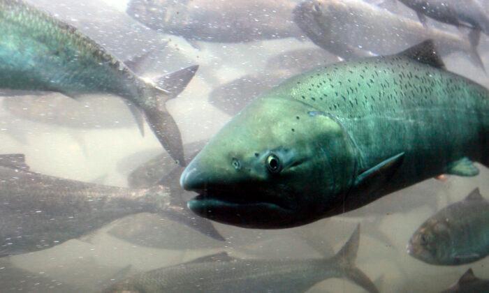 About 96,000 Salmon Die After Chlorine Leak in Arctic Norway