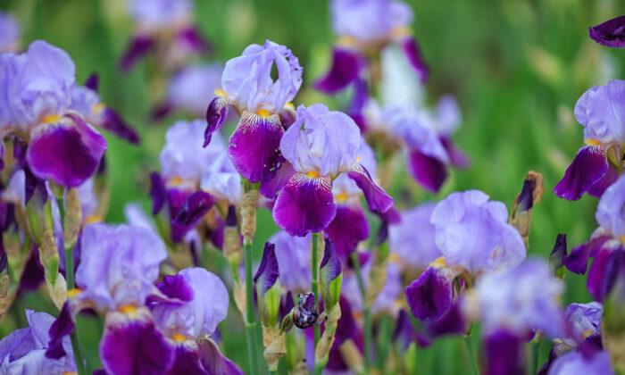 How to Divide Irises