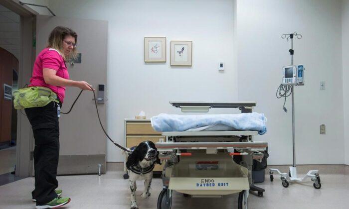Dogs Trained to Detect COVID 19 in Vancouver Health Care Facilities