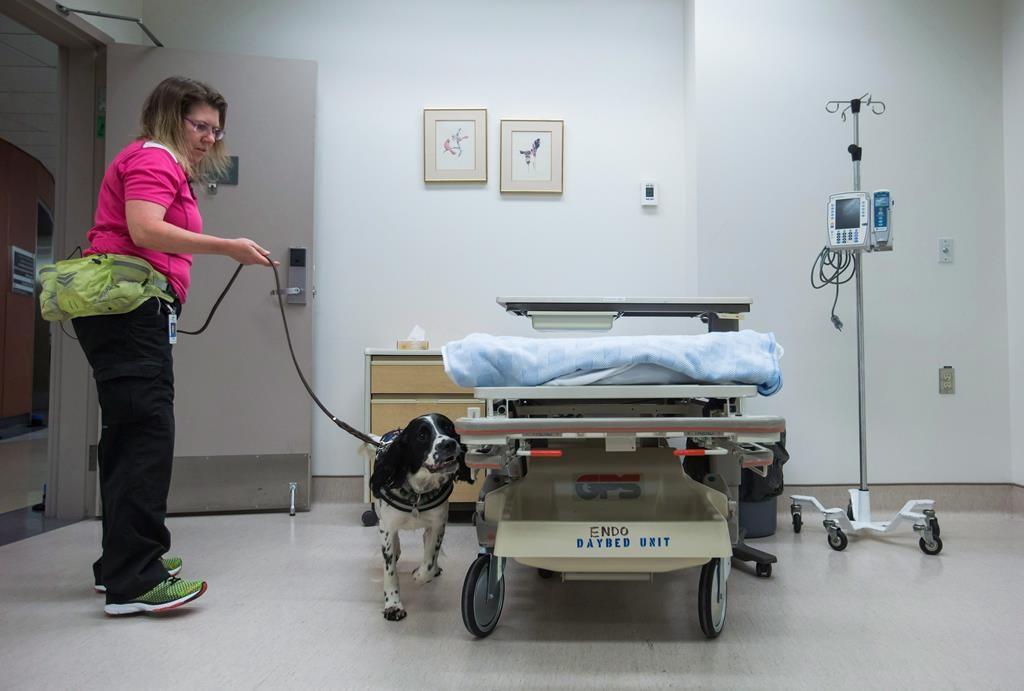 Dogs Trained to Detect COVID 19 in Vancouver Health Care Facilities