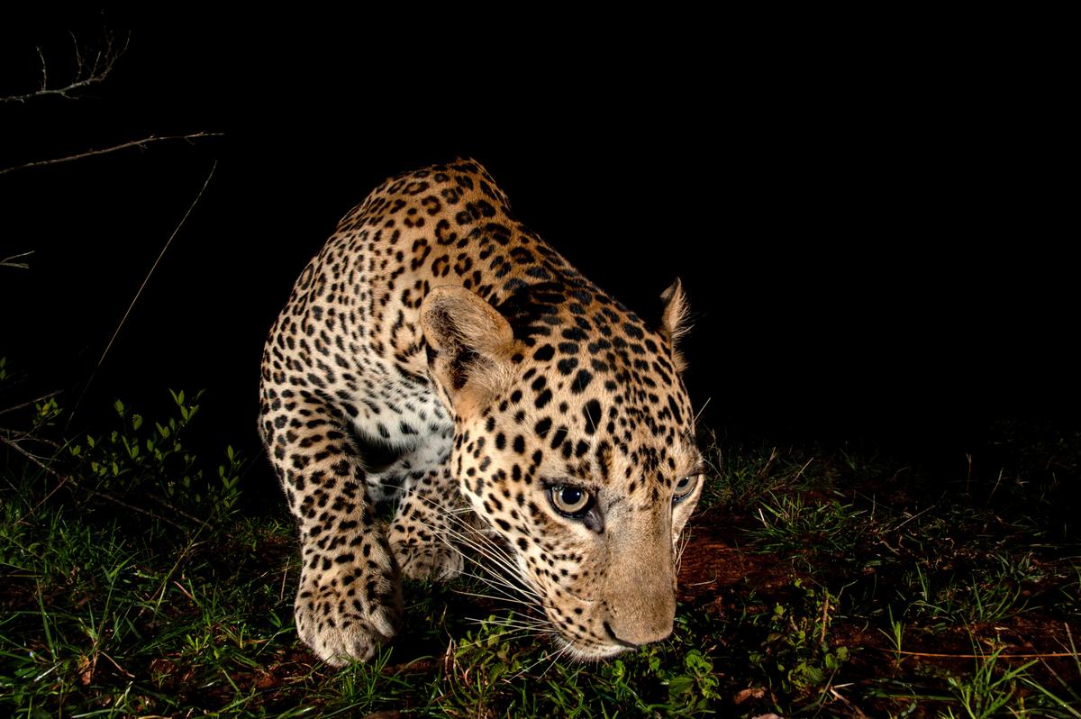 An inquisitive leopard approaching the camera trap. (Courtesy of Caters News)