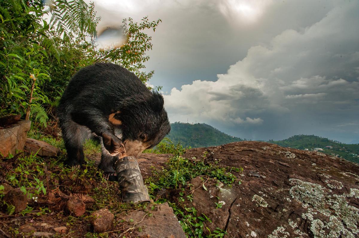 A sloth bear tampering with the camera flash in broad daylight. (Courtesy of Caters News)