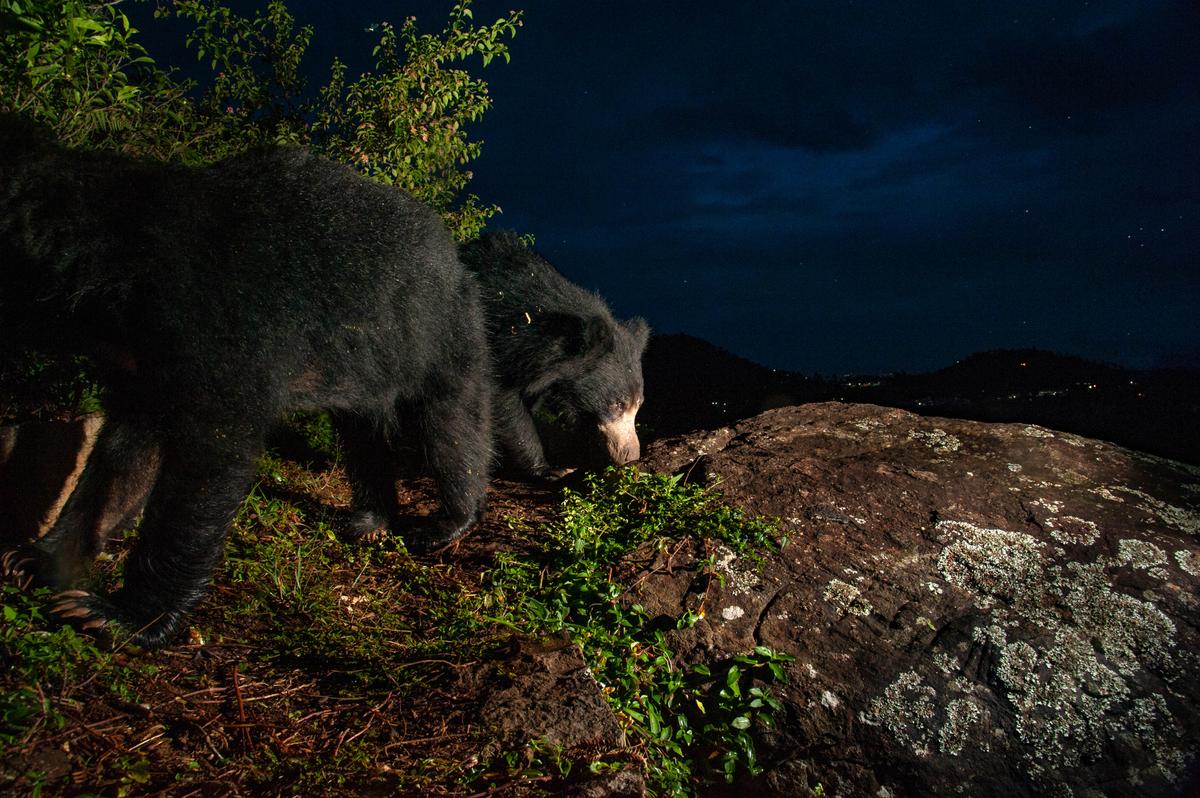 Mother and cub sloth bears against the backdrop of a starlit sky. (Courtesy of Caters News)