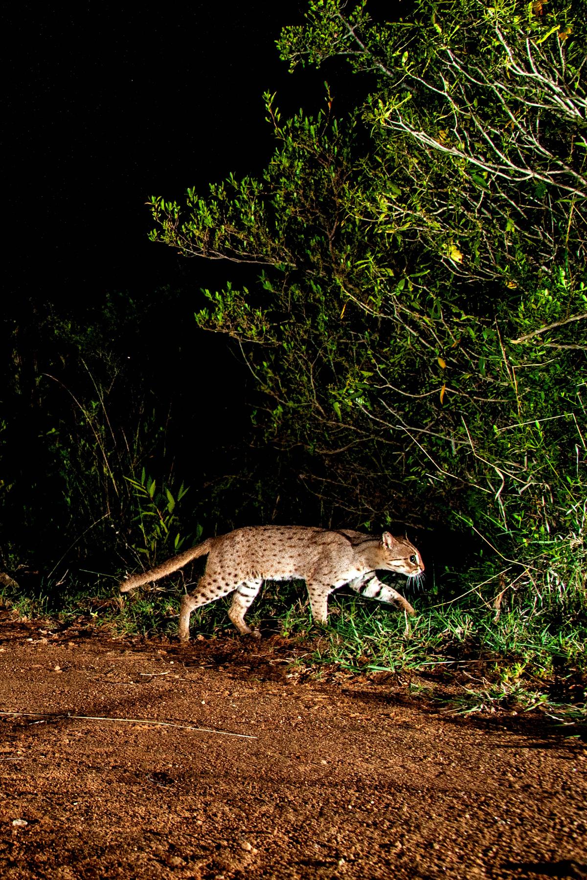A rare and elusive rusty-spotted cat captured on camera. (Courtesy of Caters News)