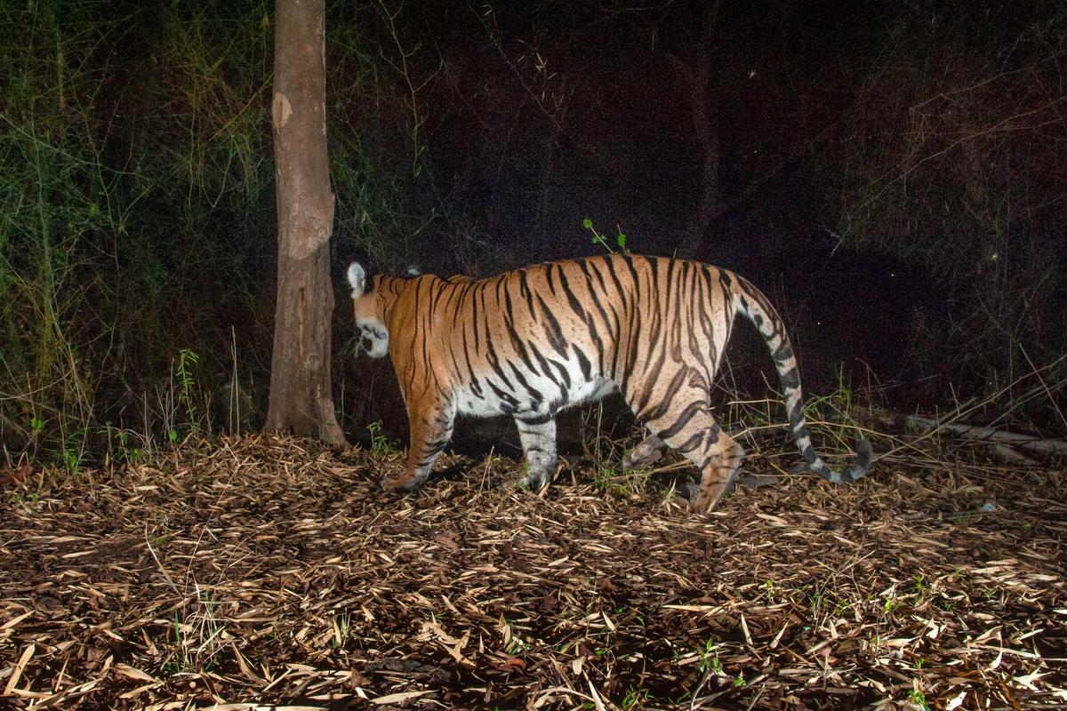 A beautiful Bengal tiger made an appearance. (Courtesy of Caters News)