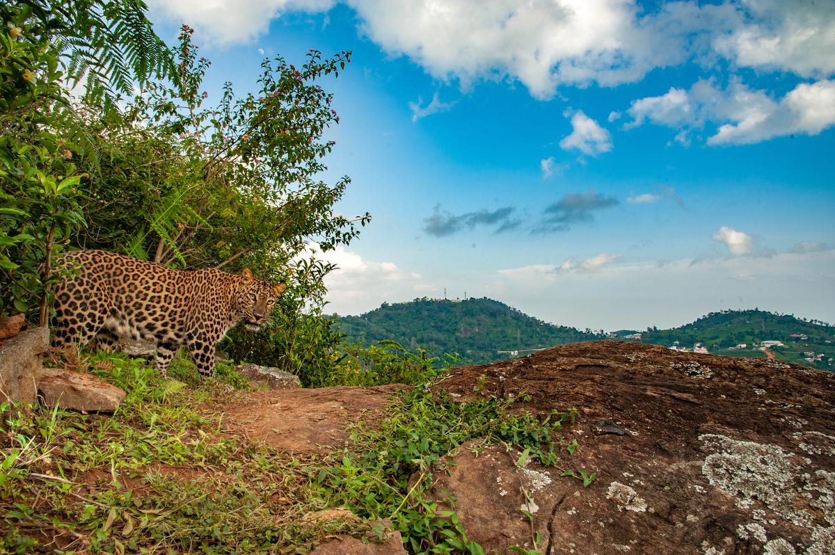 A leopard on a hill in broad daylight with a village in the background. (Courtesy of Caters News)