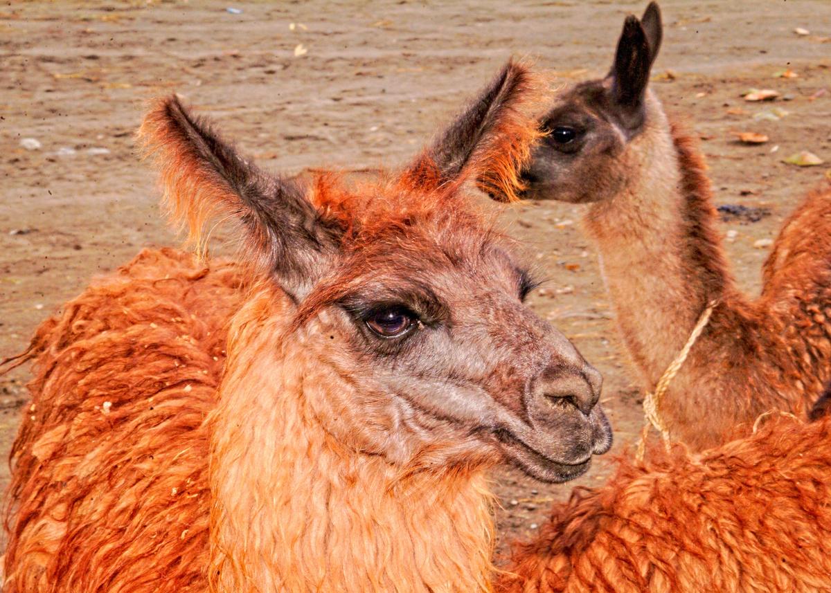 A llama, the South American animal most associated with the Andes, is a common sight in Ecuador. It is one of the world’s most efficient and dependable beasts of burden. (Copyright Fred J. Eckert)