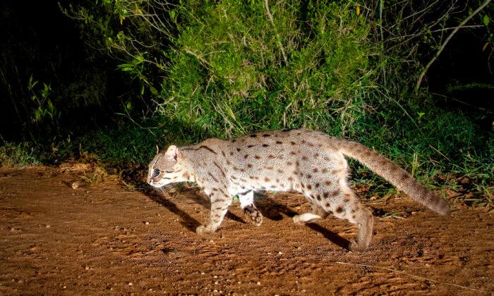 Photographer Sets Camera Trap to Capture Rusty-Spotted Cats, Leopards, Exotic Beasts in India