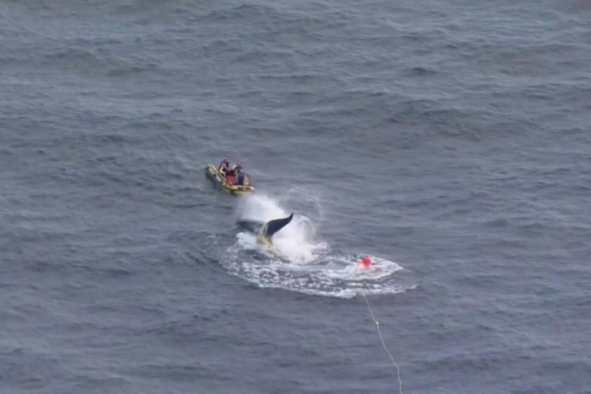 In this screenshot taken from a video, Australian marine rescuers work to free a whale tangled in shark nets off Queensland's Gold Coast, Australia, on Aug. 11, 2021. (Nine Network/ via Reuters)